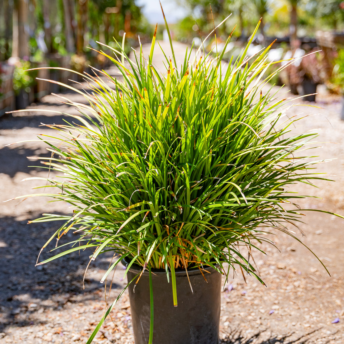 Liriope