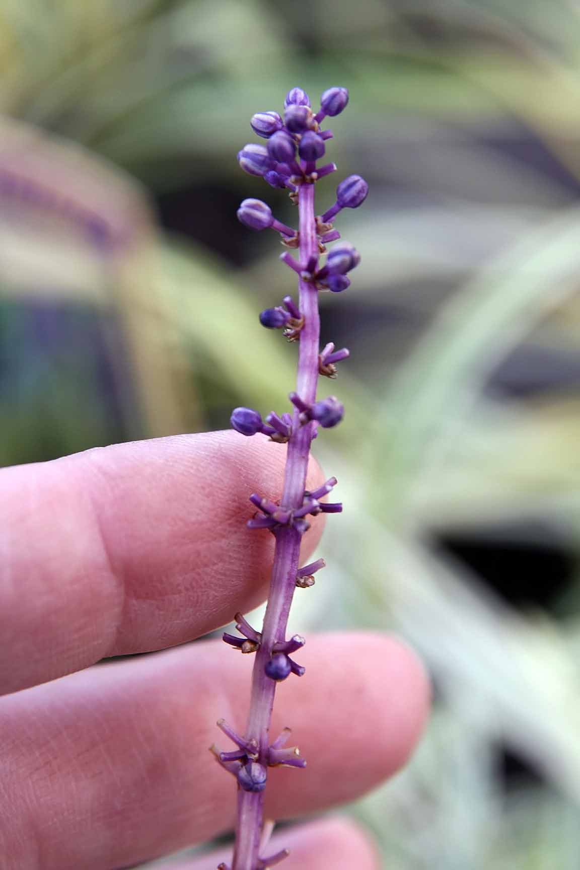 Variegated Liriope