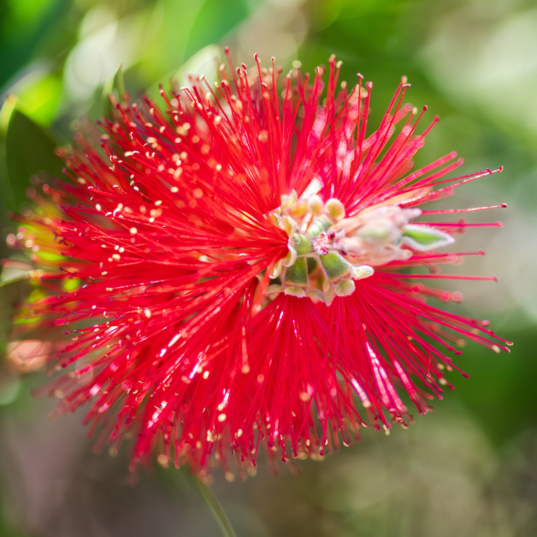 Little John Bottlebrush