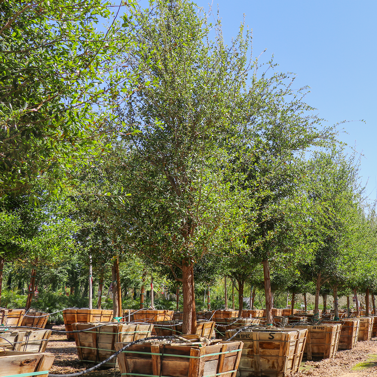 Southern Live Oak