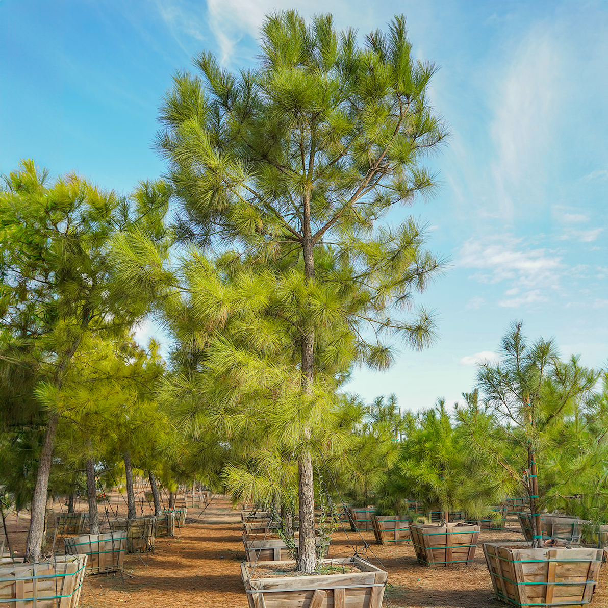 Loblolly Pine