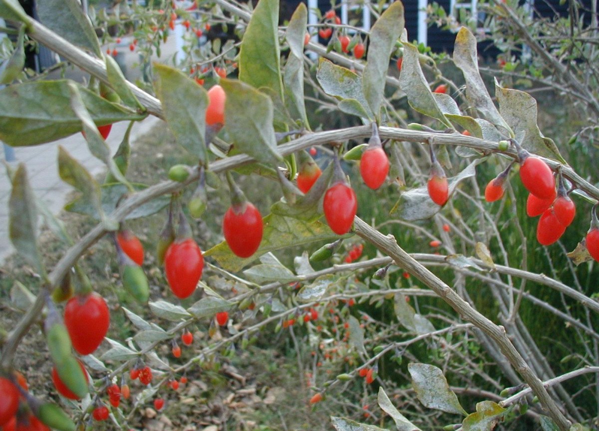 Goji Berry