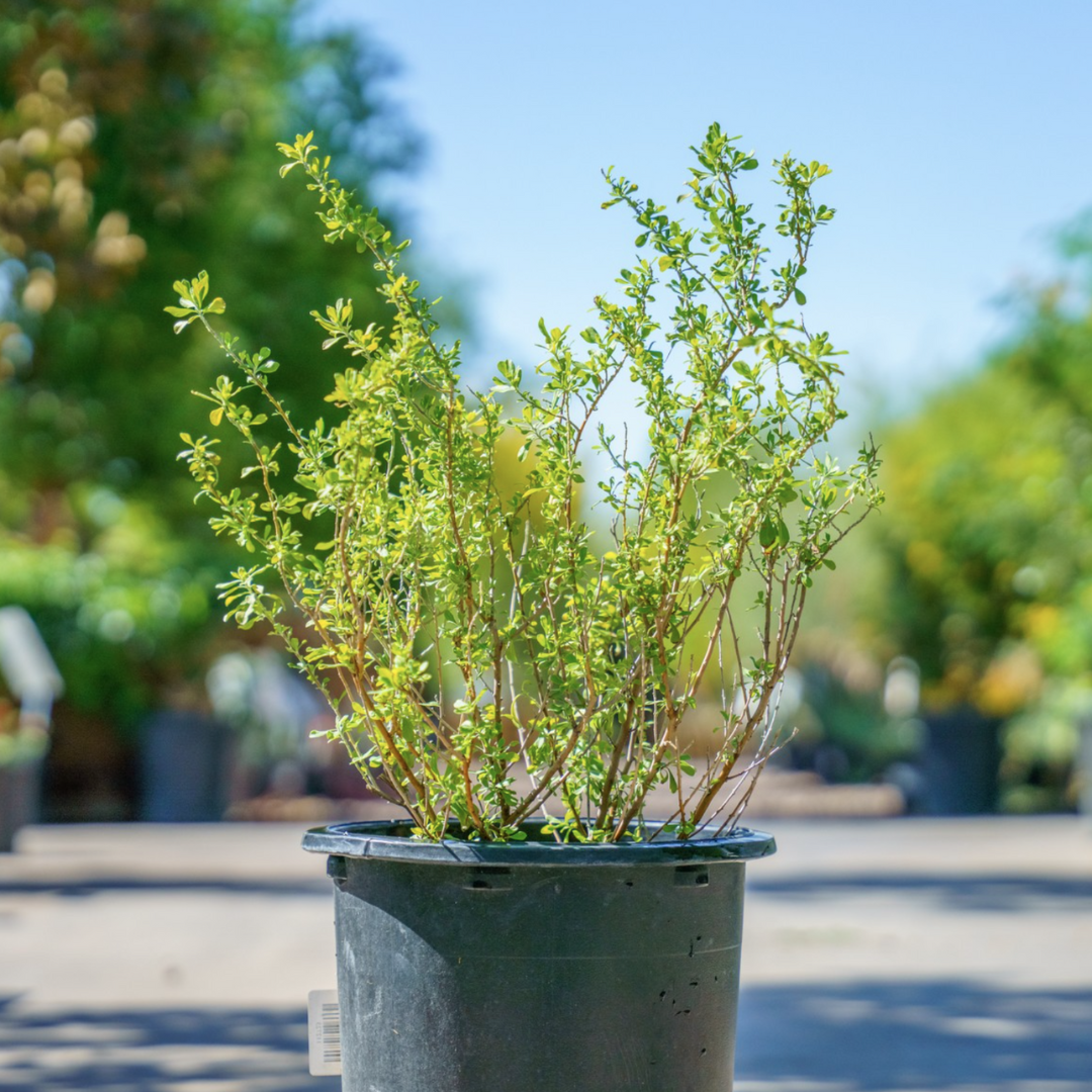 Lynn's Legacy Texas Sage