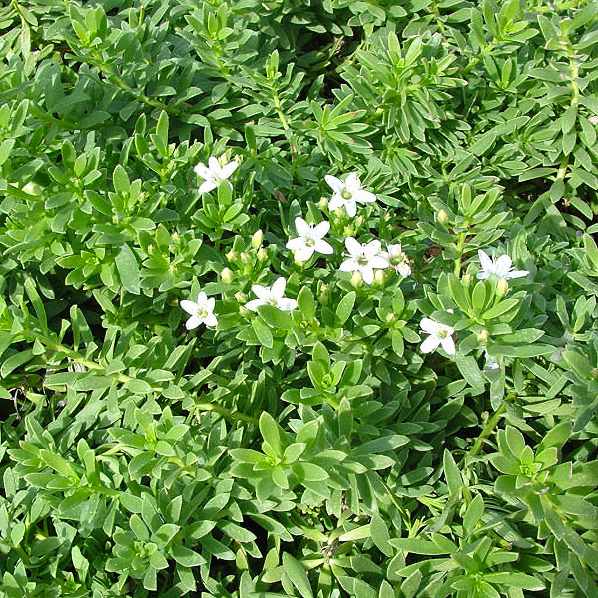 Myoporum