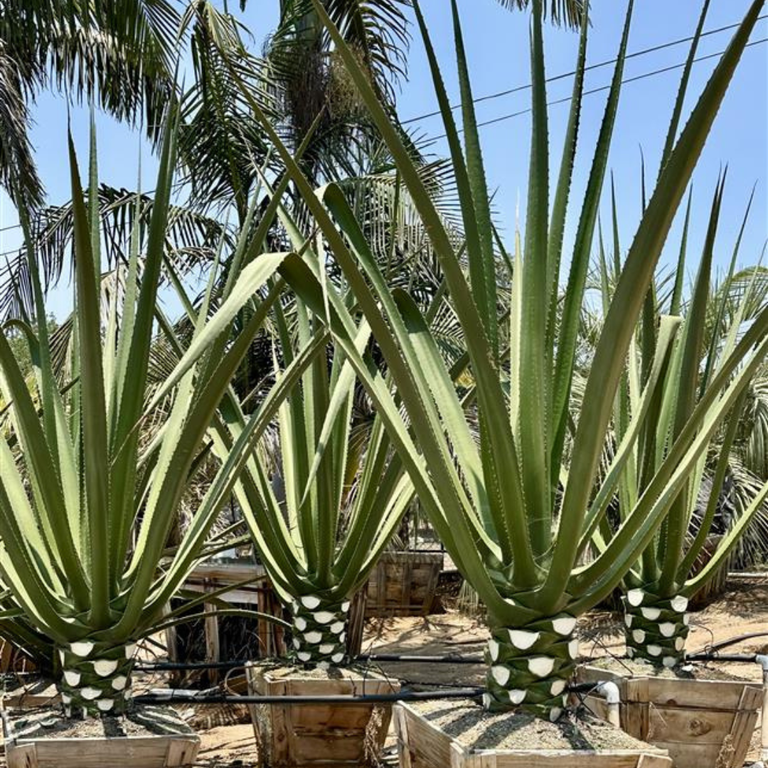 MacDougall's Century Plant