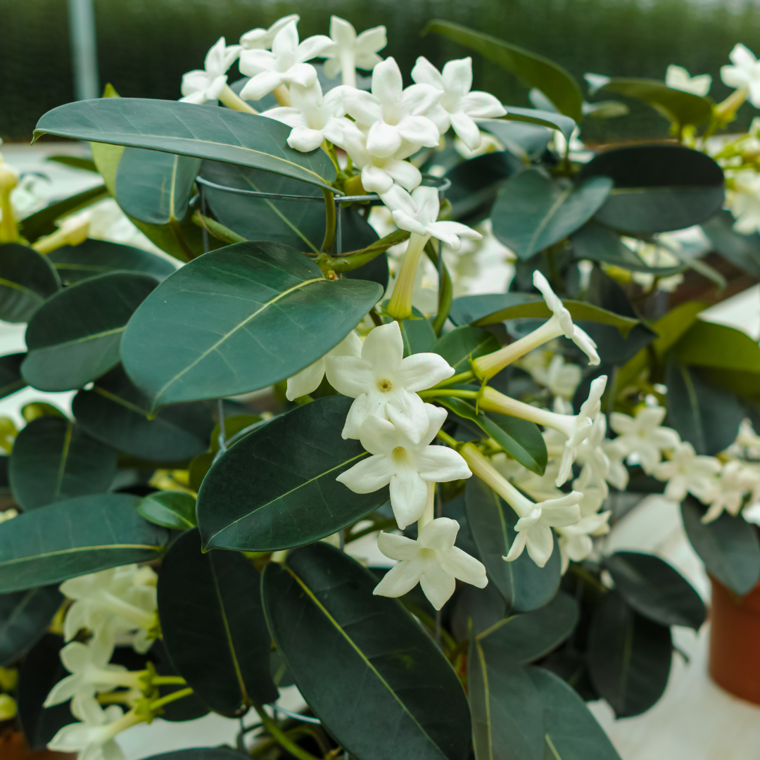 Madagascar Jasmine