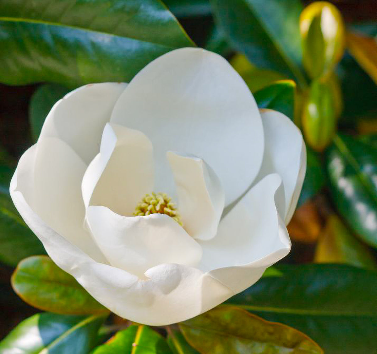 Magnolia