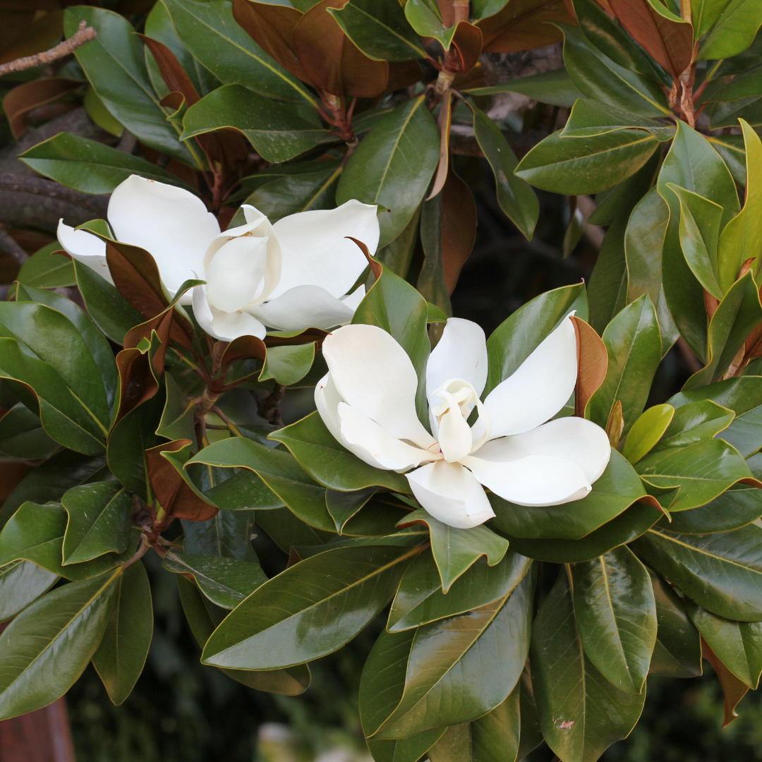 Magnolia 'D.D. Blanchard'