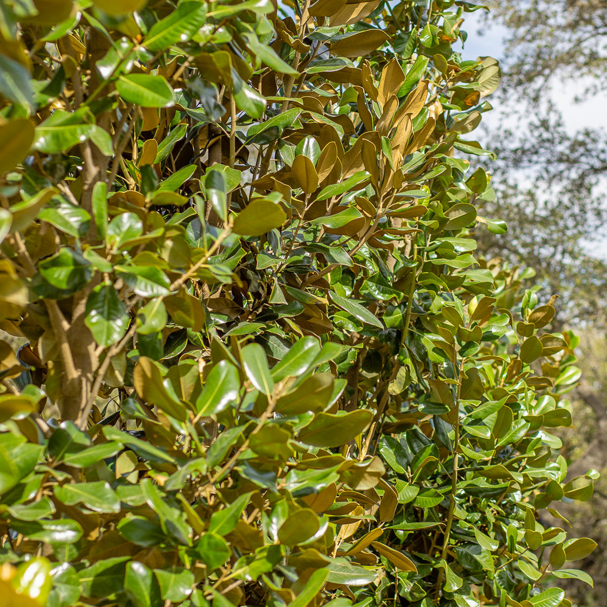 Majestic Beauty Magnolia