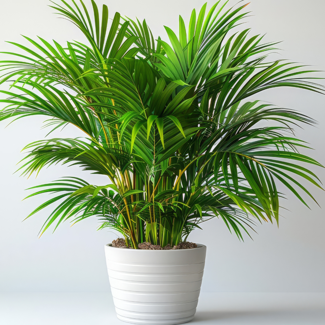 Majesty Palm