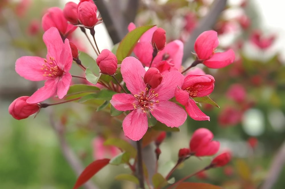 Prairifire Crabapple