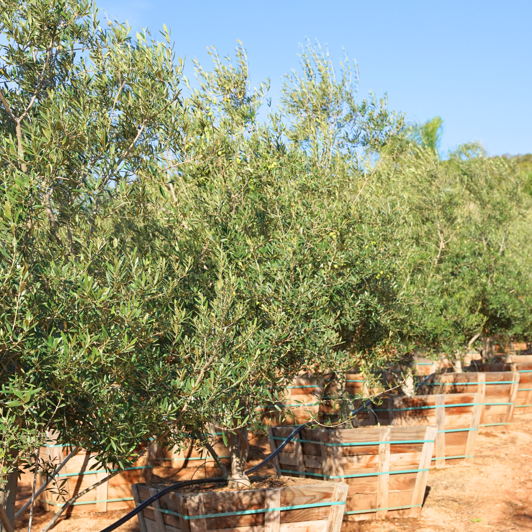 Manzanillo Olive
