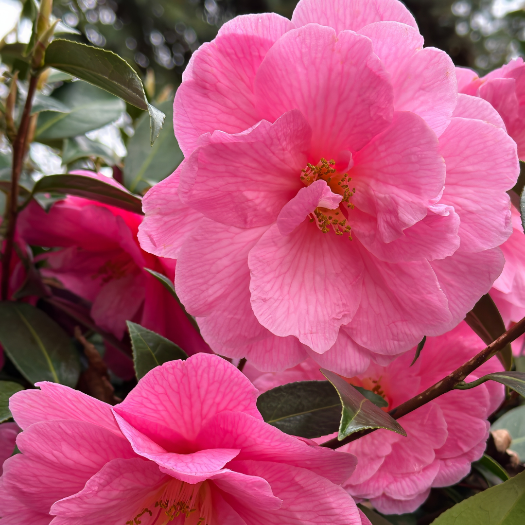 'Marie Bracey' Camellia