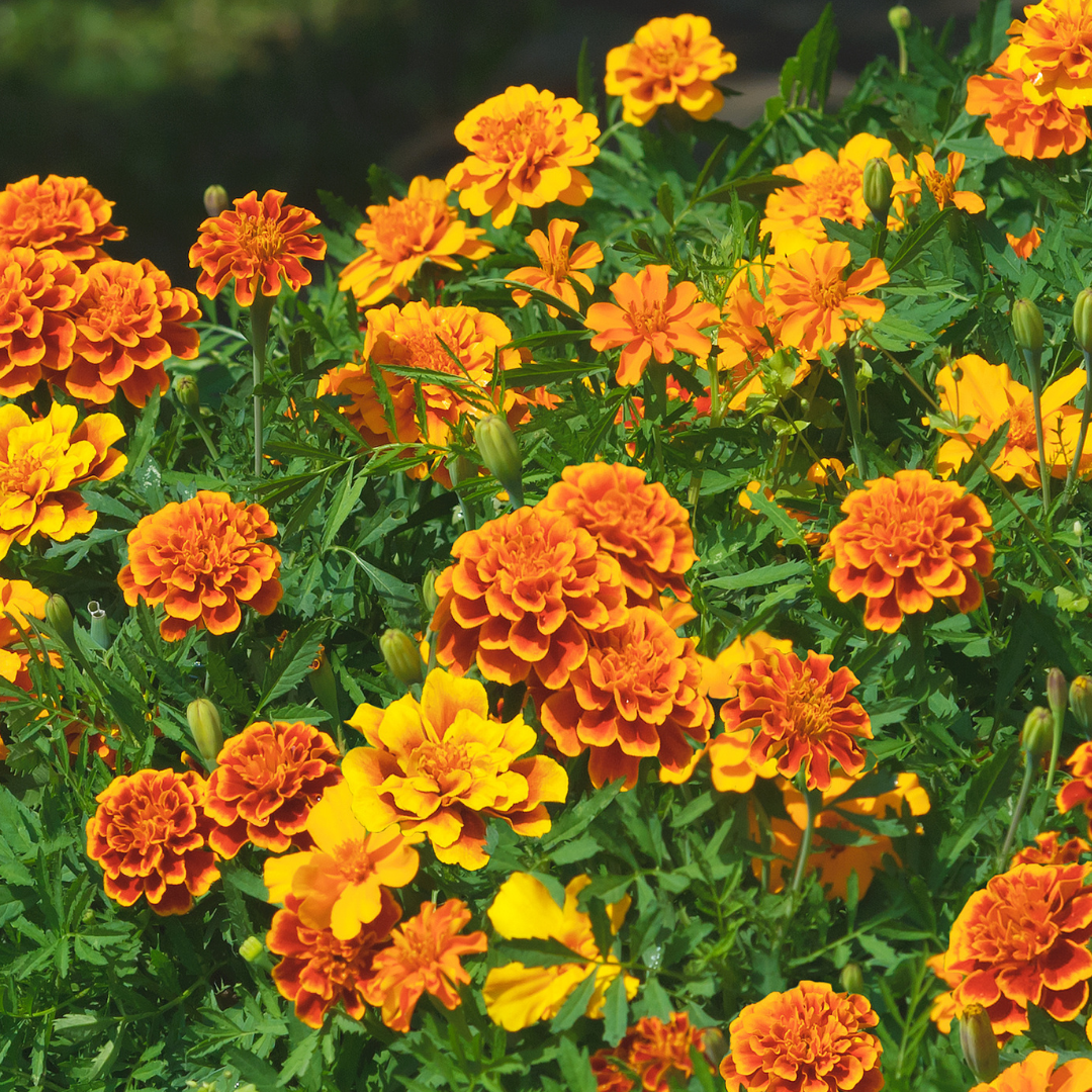 Marigold