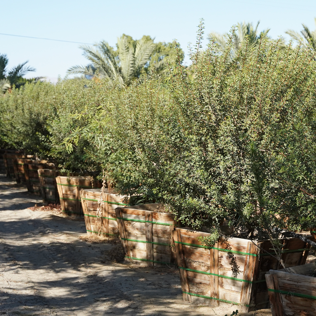 Mastic Hedge