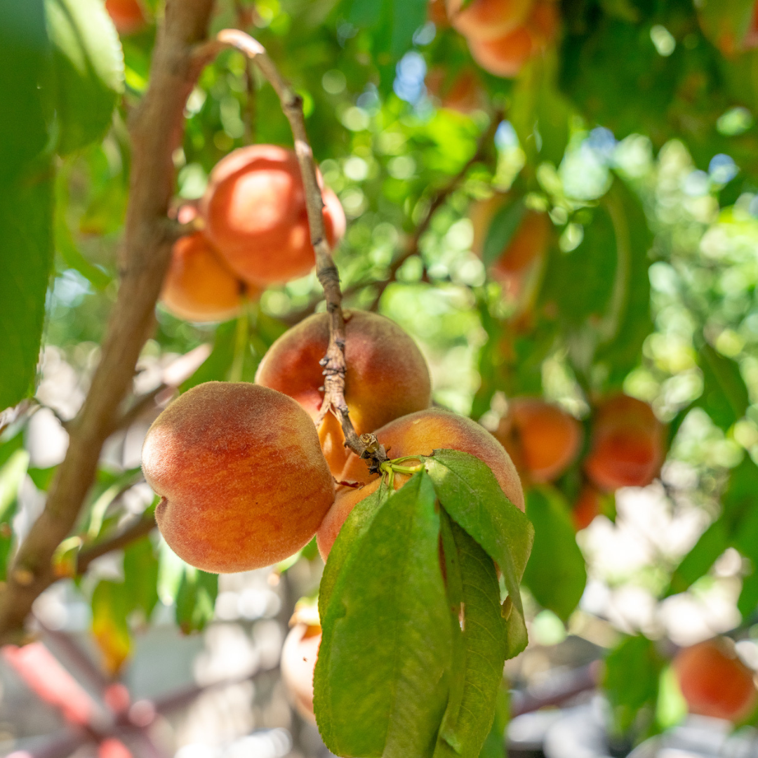 May Pride Peach Tree