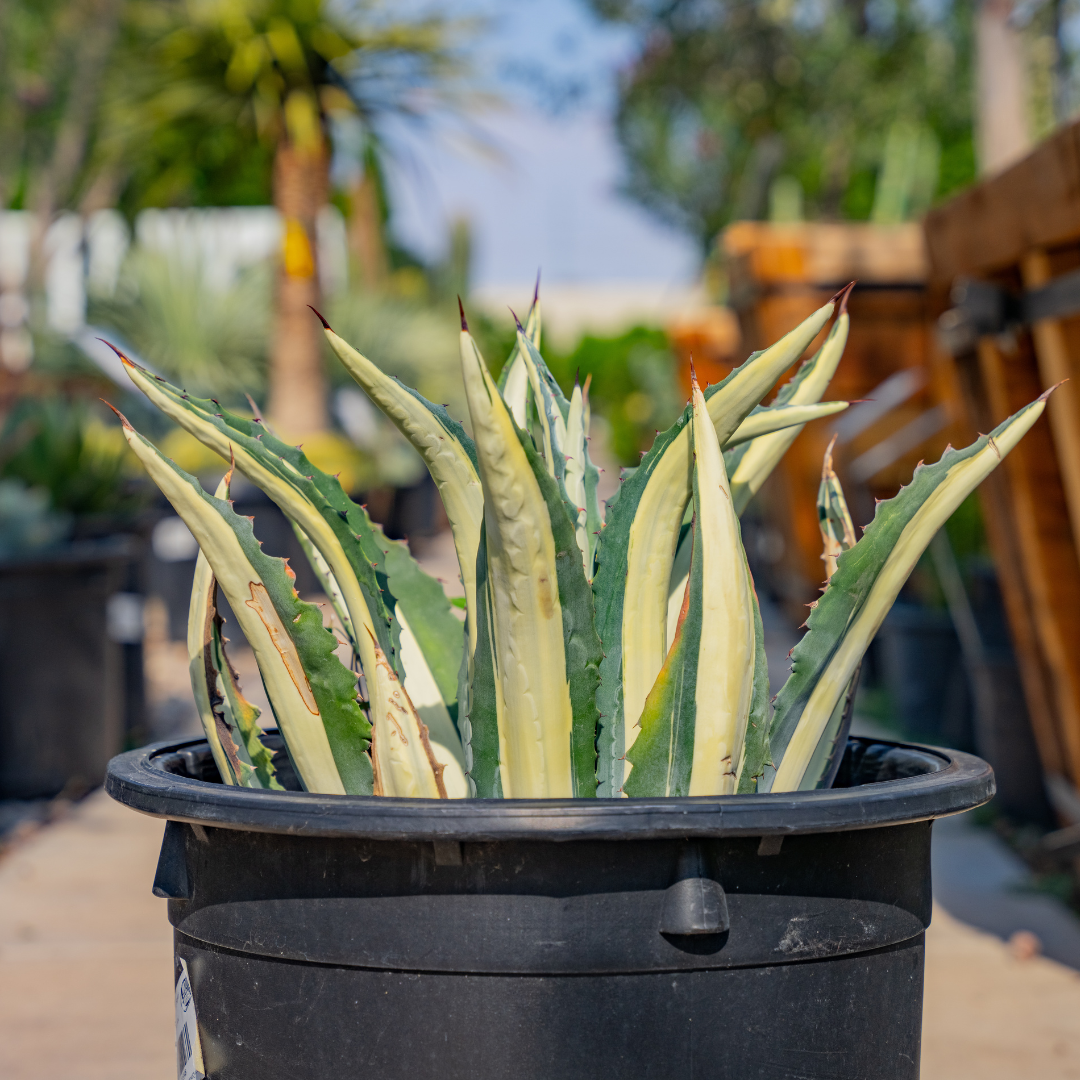 Agave Medio Picta