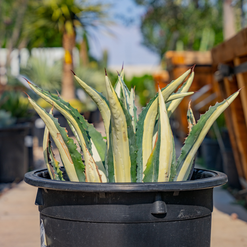 Agave Medio Picta