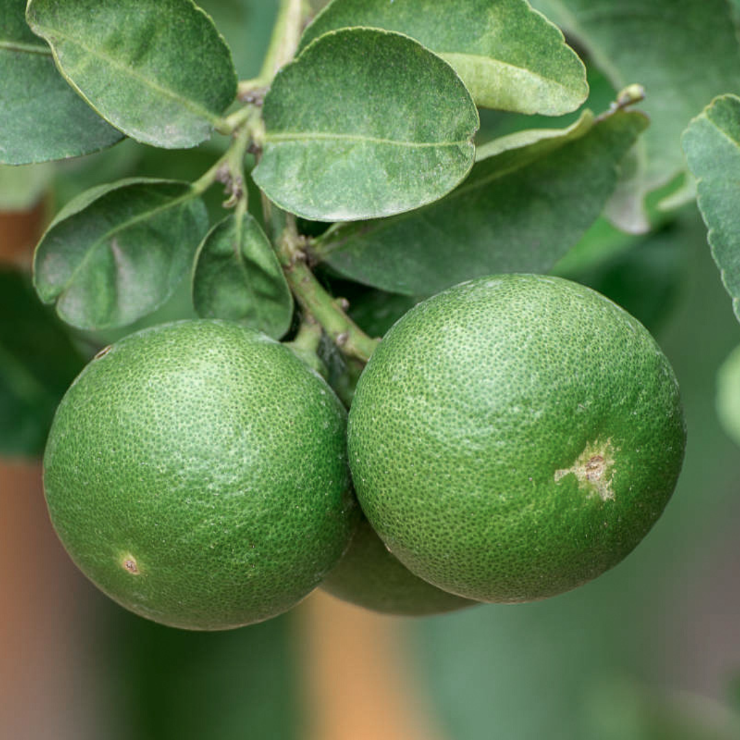 Mexican Lime
