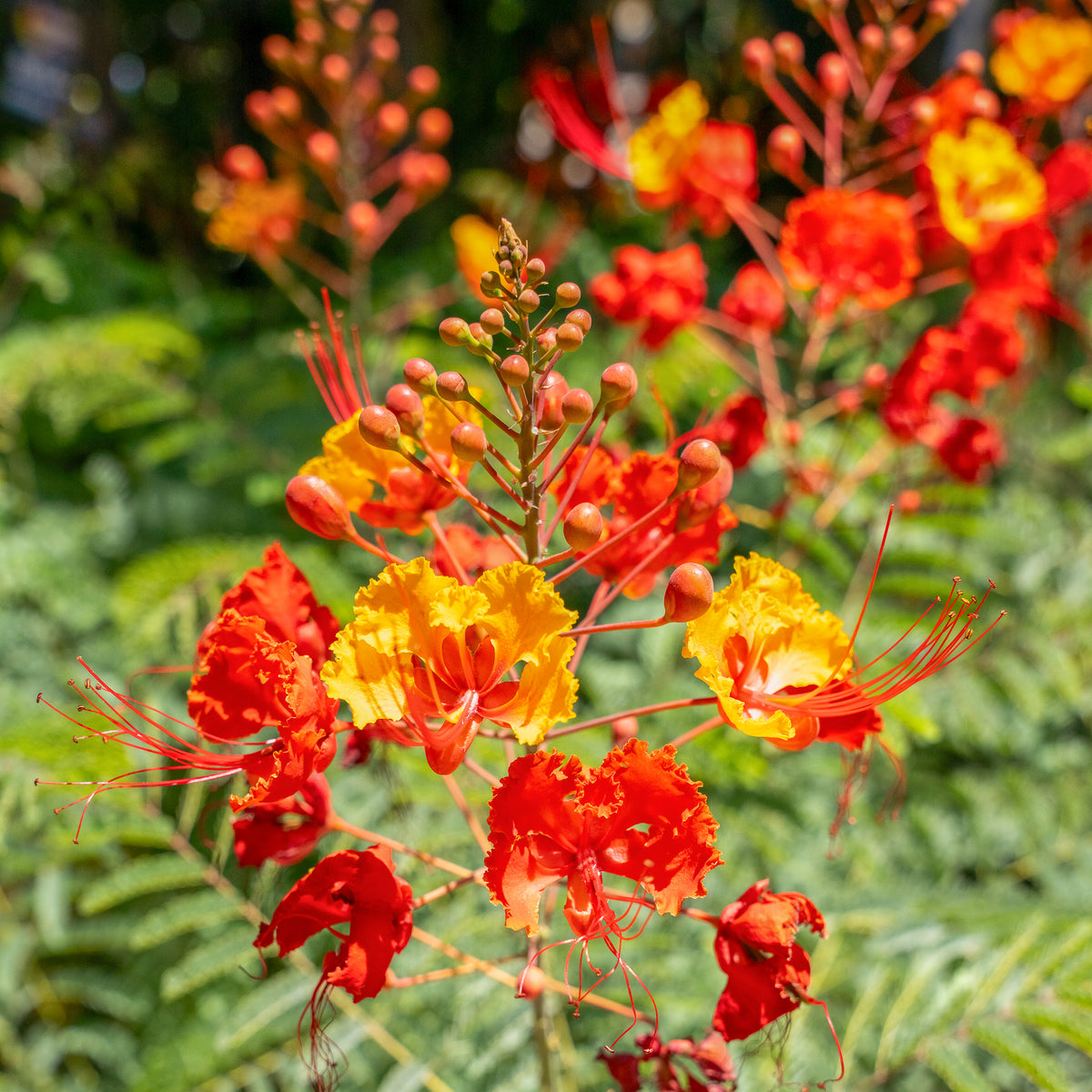 Red Mexican Bird of Paradise