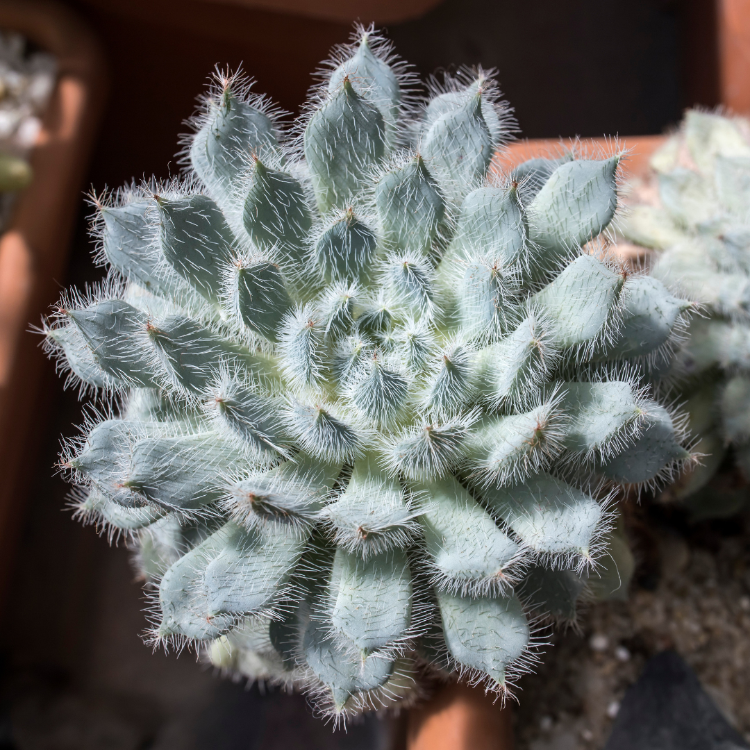 Mexican Firecracker