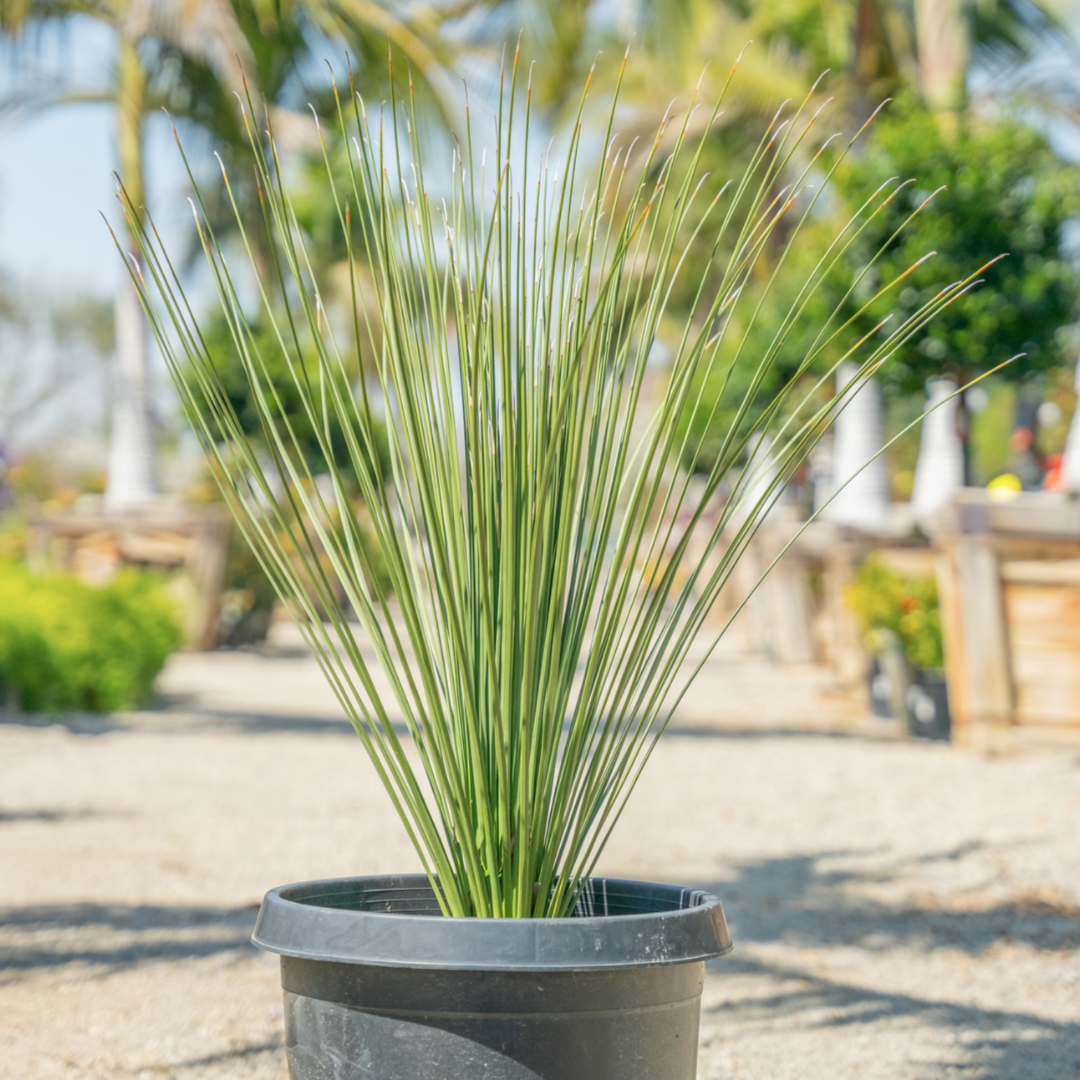 Mexican Grass Tree