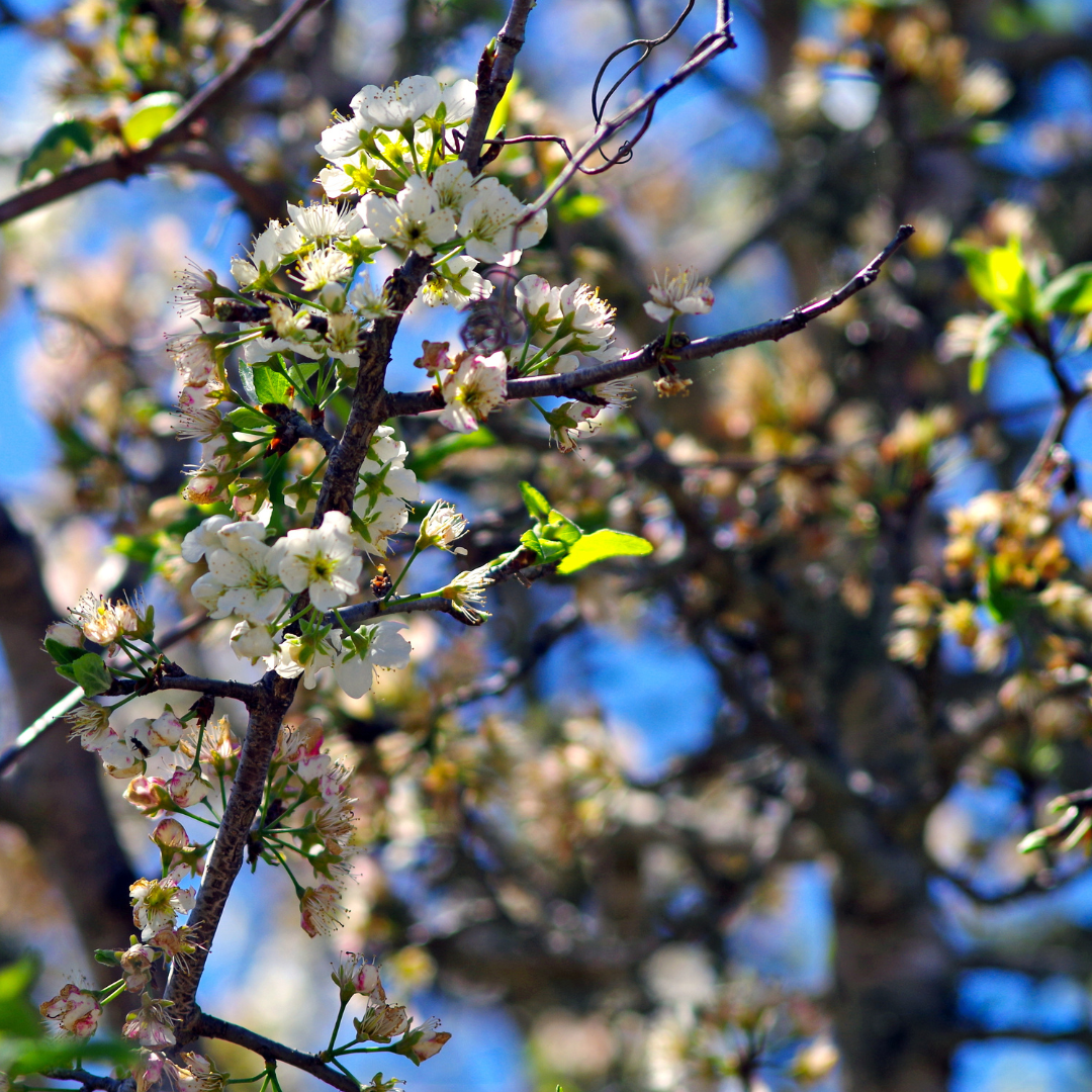 Mexican Plum
