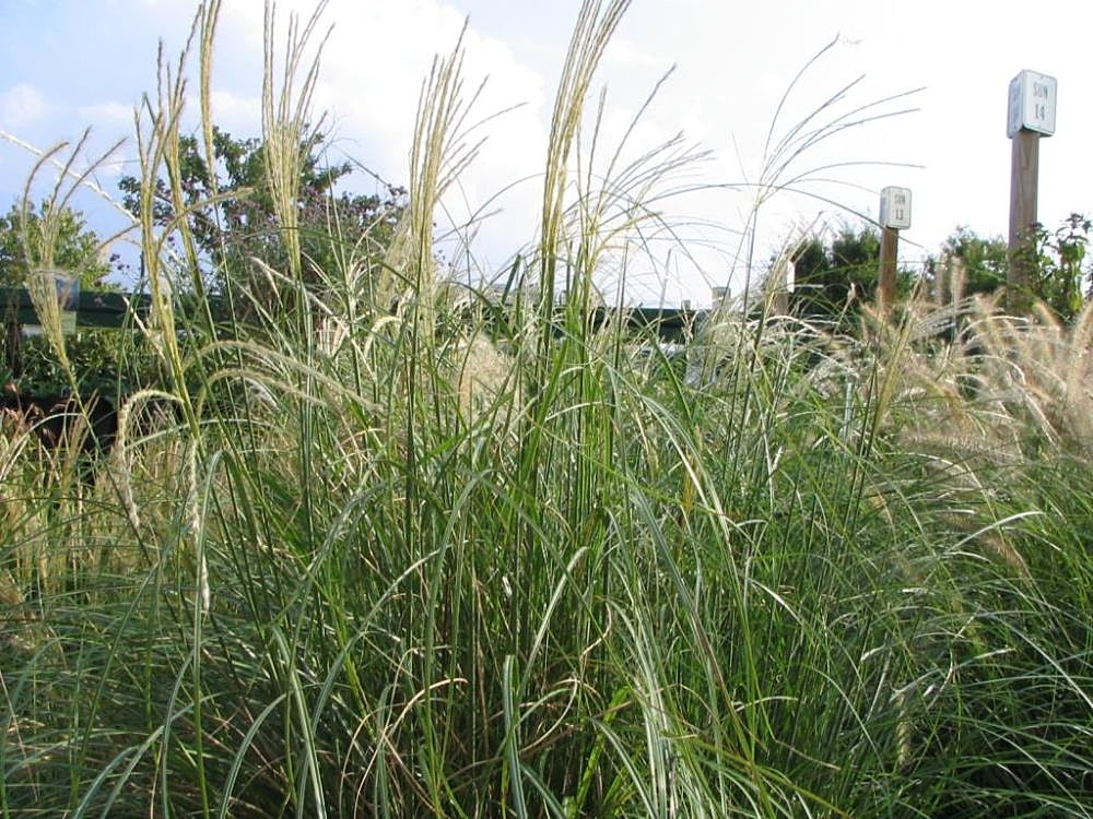 Adagio Miscanthus Grass