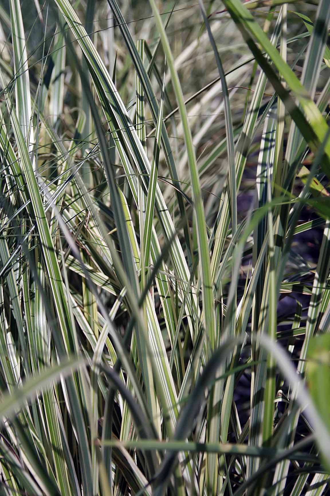 Variegated Maiden Grass