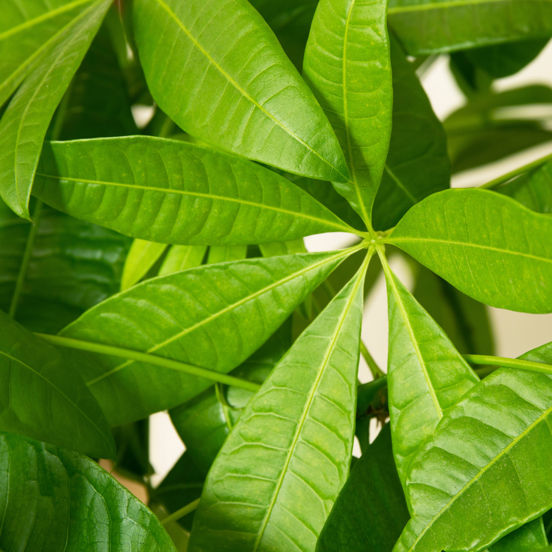 Money Tree