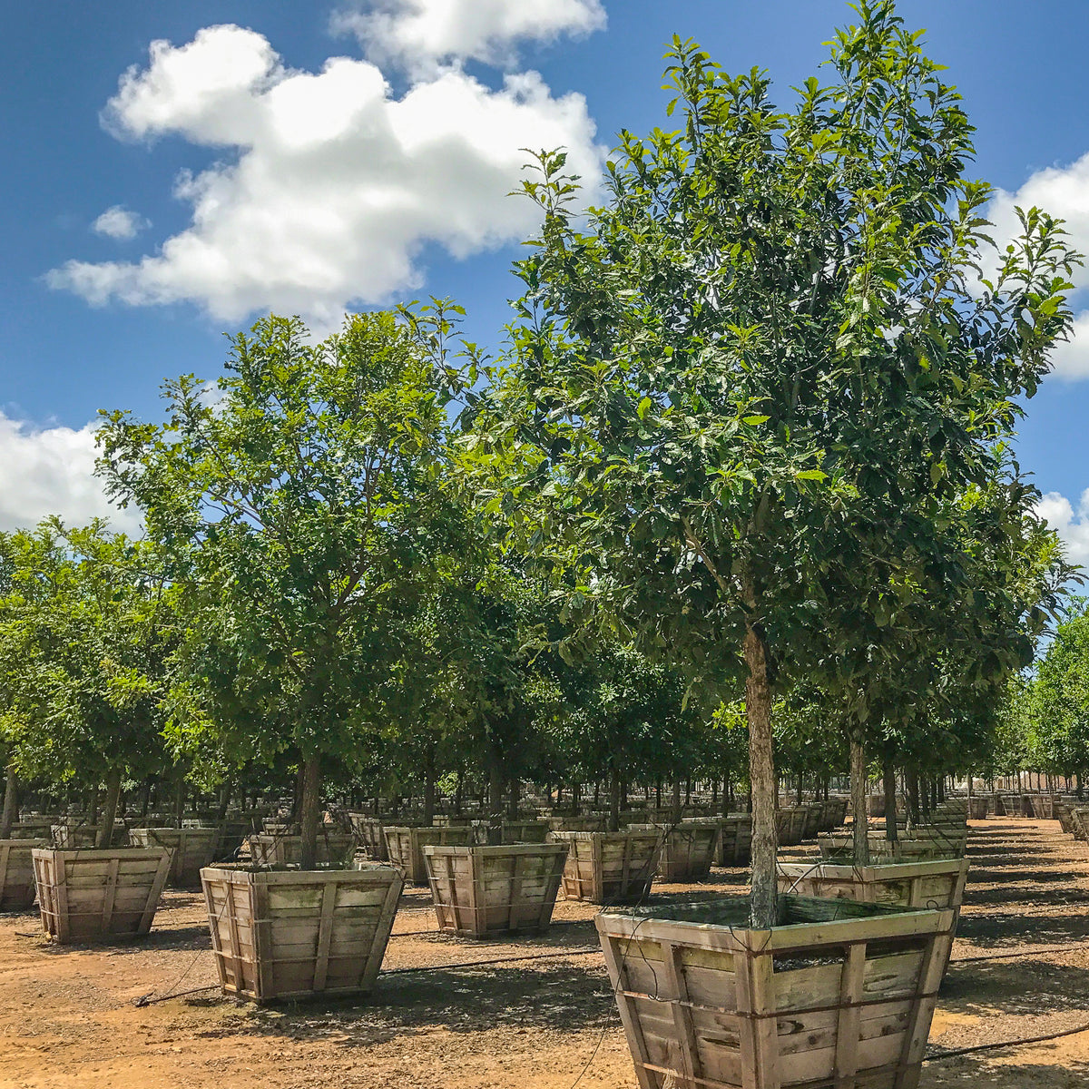 Mexican Oak