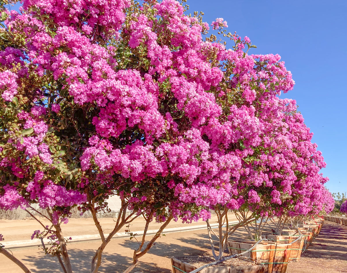 Muskogee Crape Myrtle