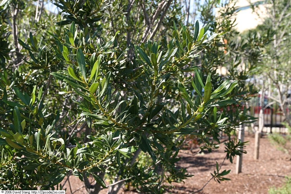 Dwarf Wax Myrtle