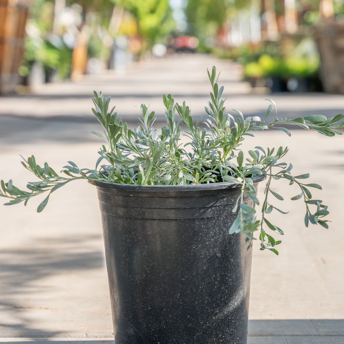 Silver Bush Morning Glory