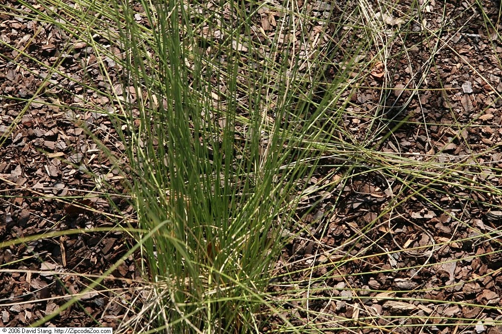 White Cloud Muhly Grass