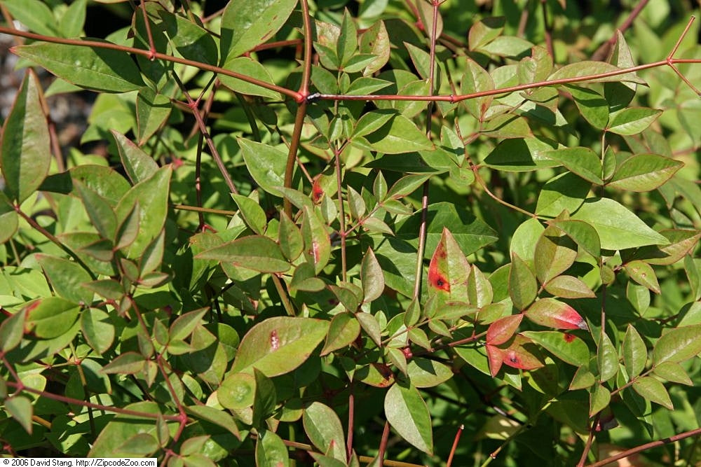 Compact Nandina