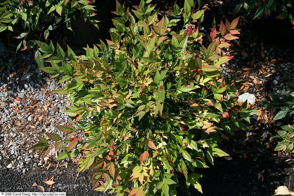 Gulf Stream Nandina