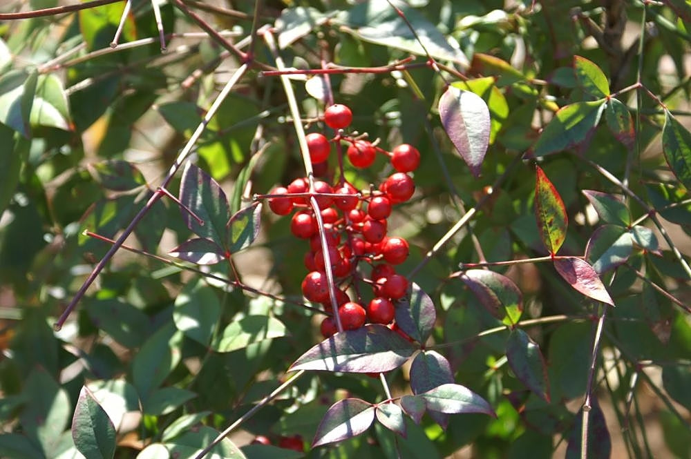Harbour Dwarf Nandina