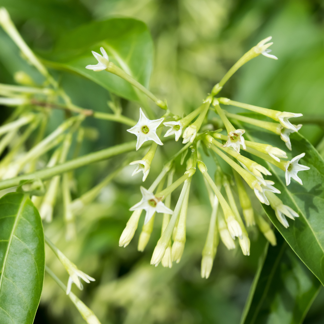 Night Blooming Jasmine