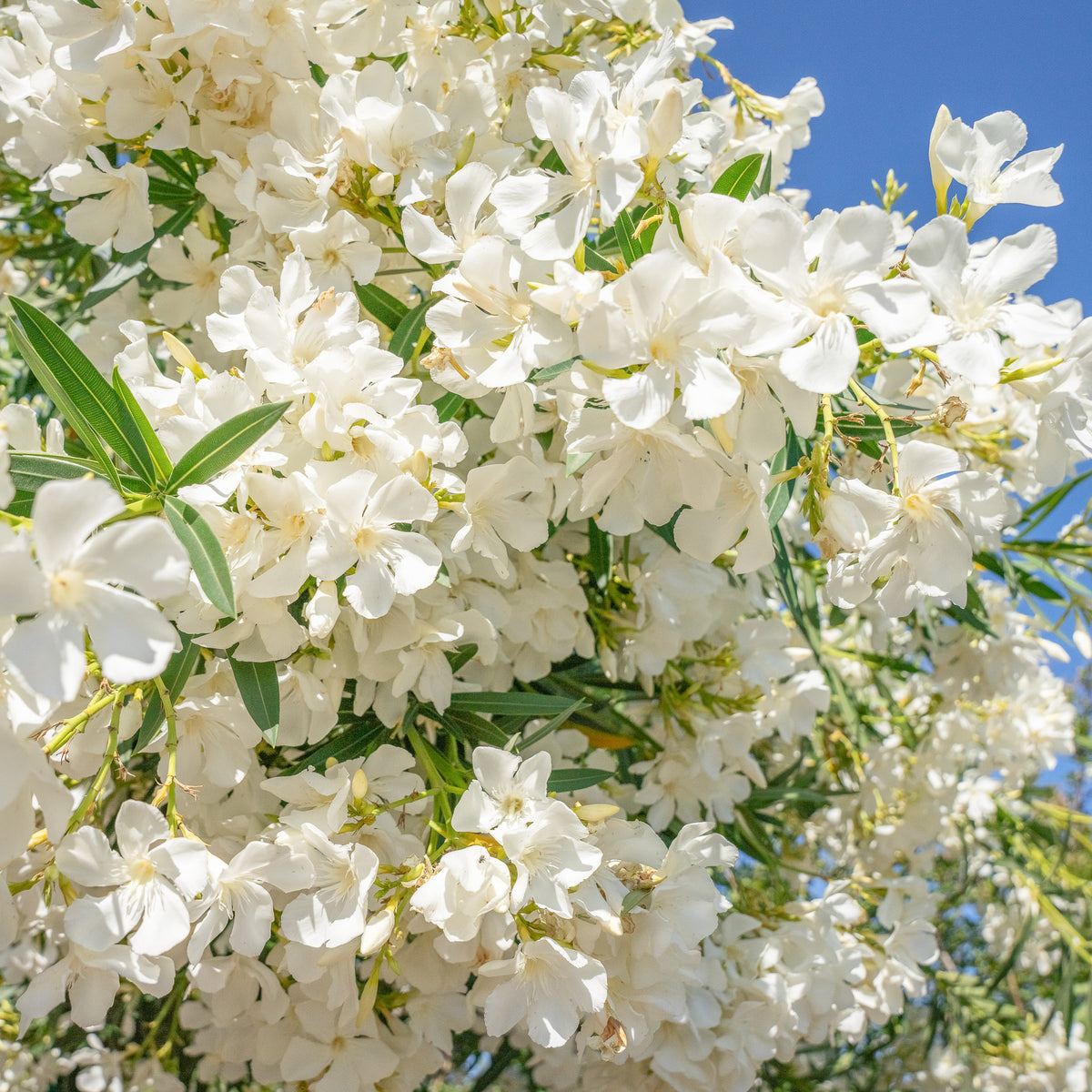 Dwarf Oleander White