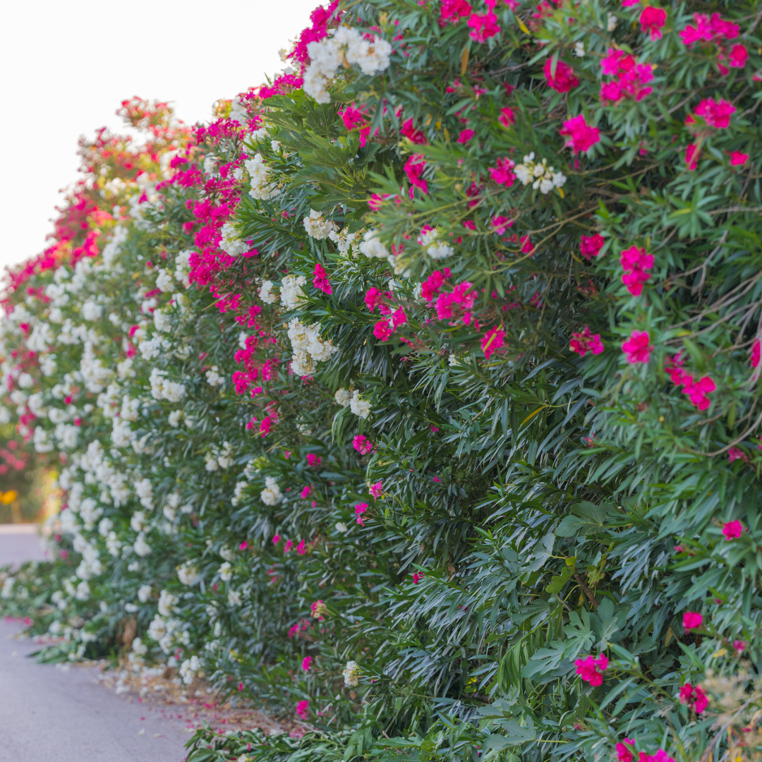 Oleander