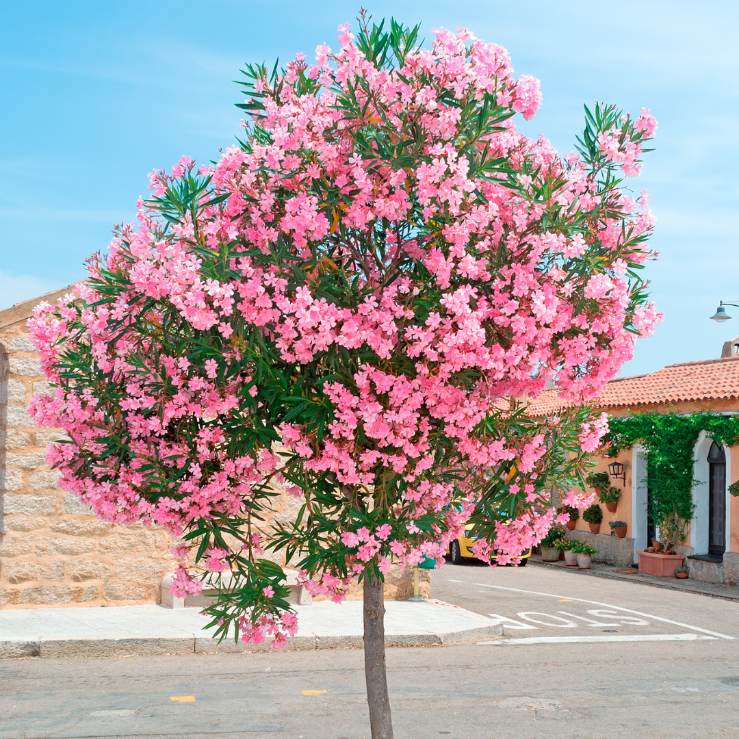 Oleander Tree
