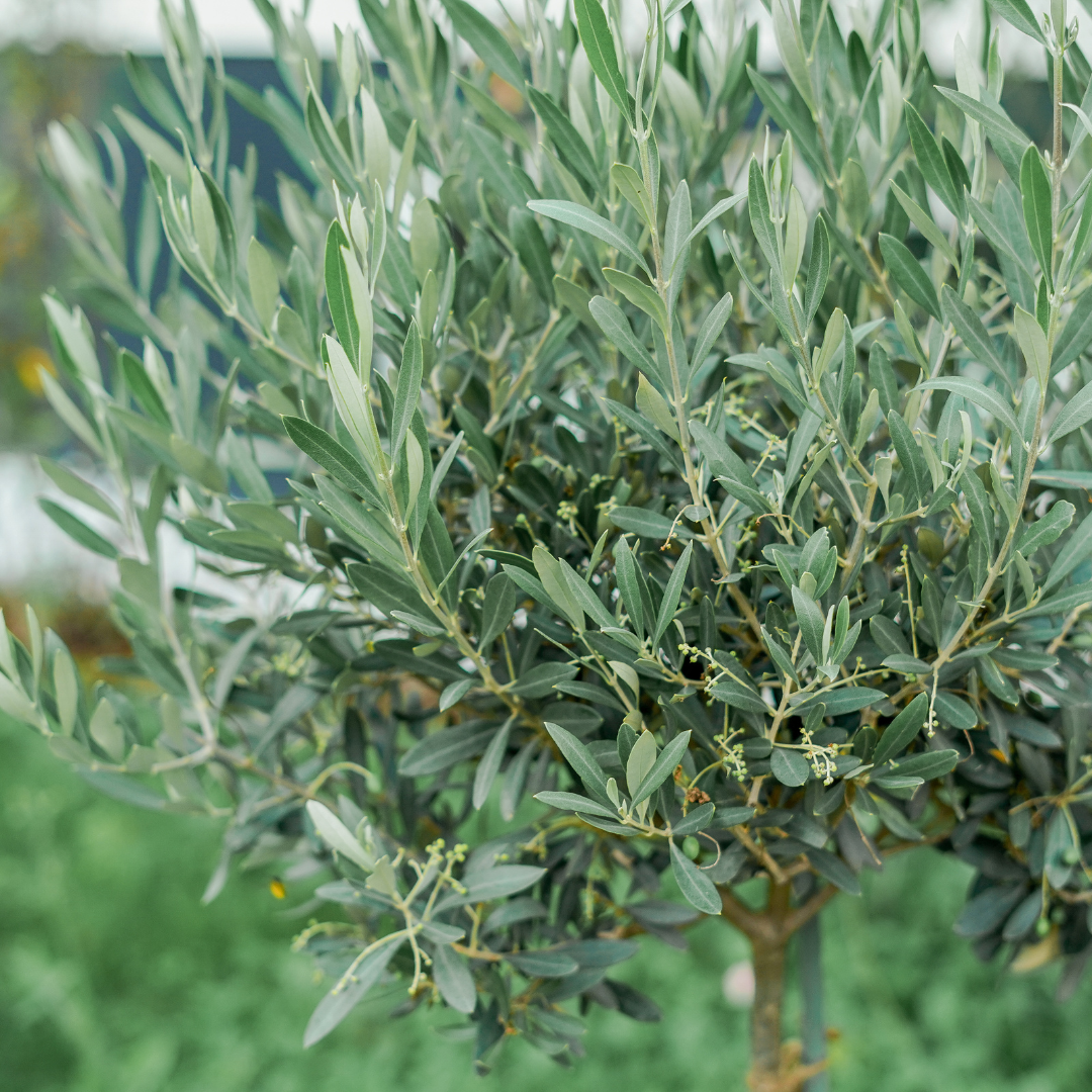 Koroneiki Olive Tree
