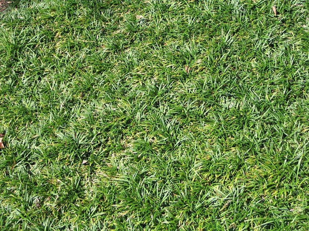 Dwarf Mondo Grass