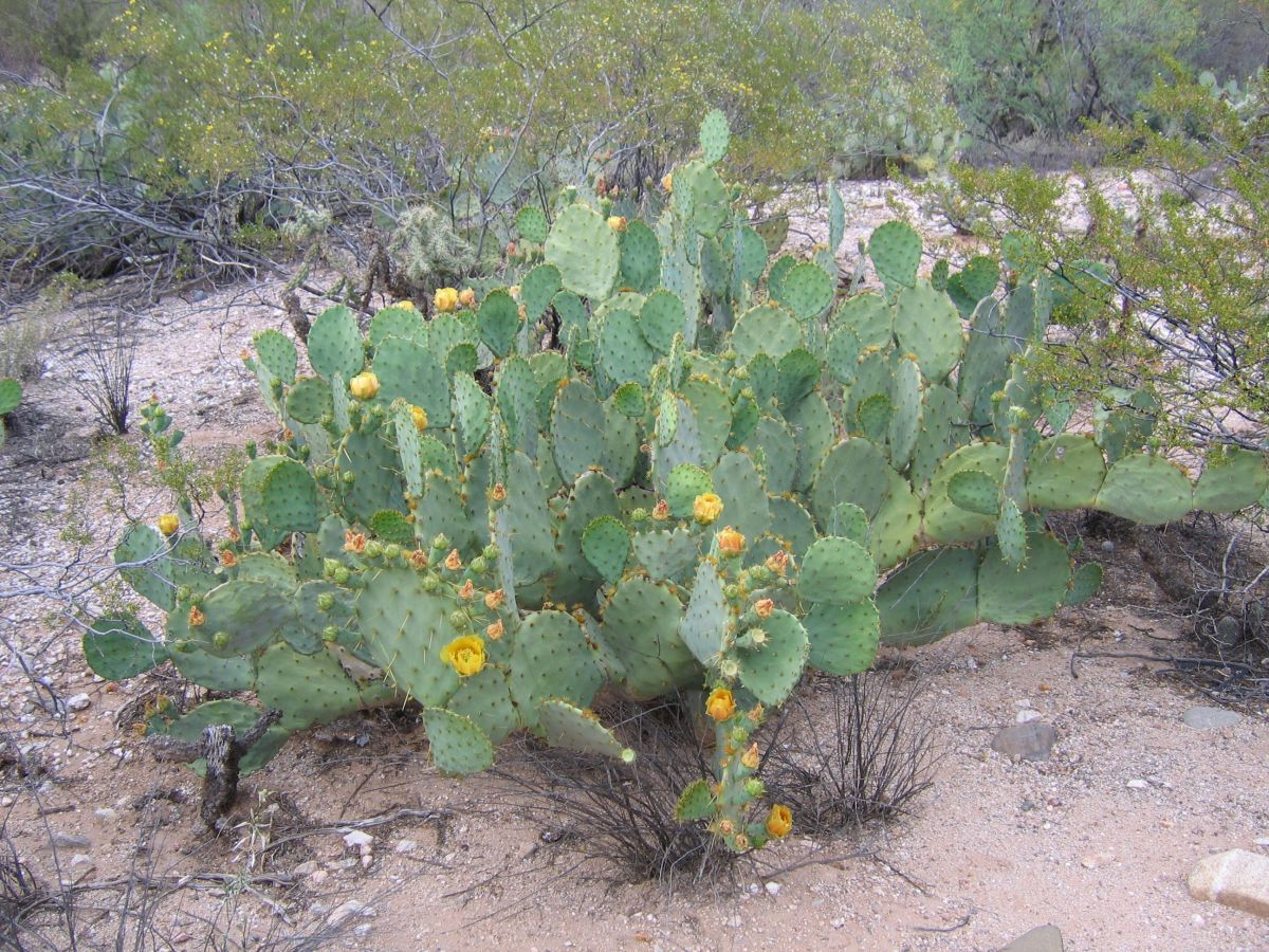 Prickly Pear Varieties