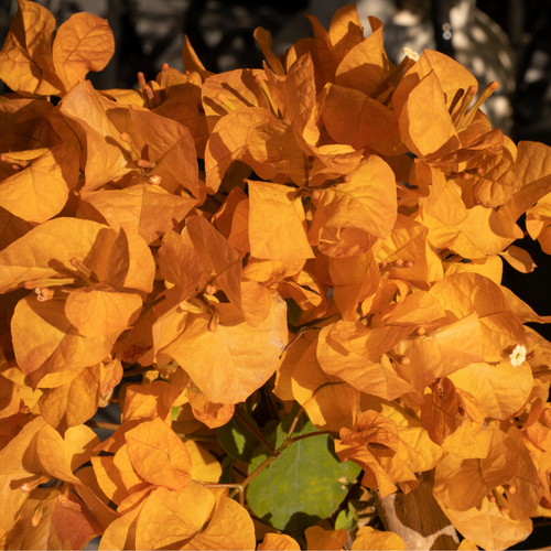'Orange King' Bougainvillea