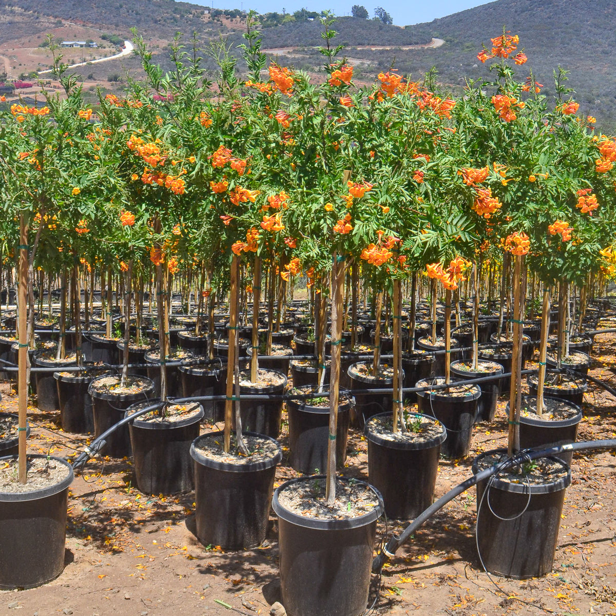Orange Jubilee Tree