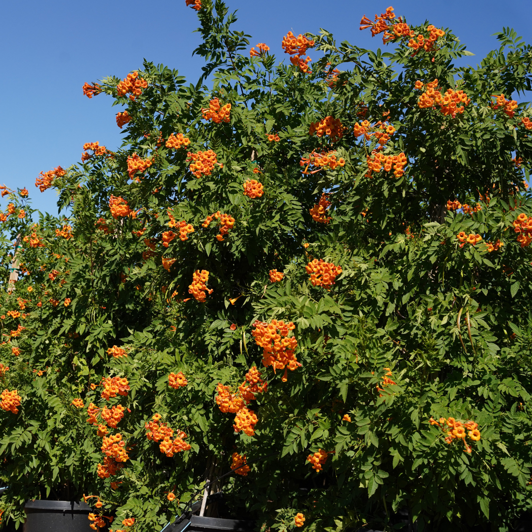 Orange Jubilee Hedge