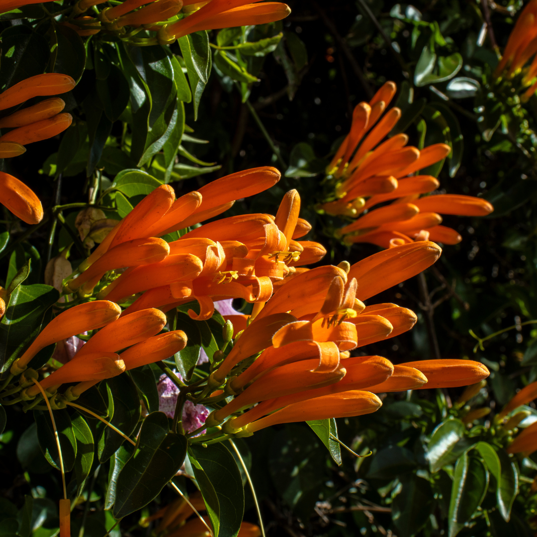 Orange Trumpet Tree