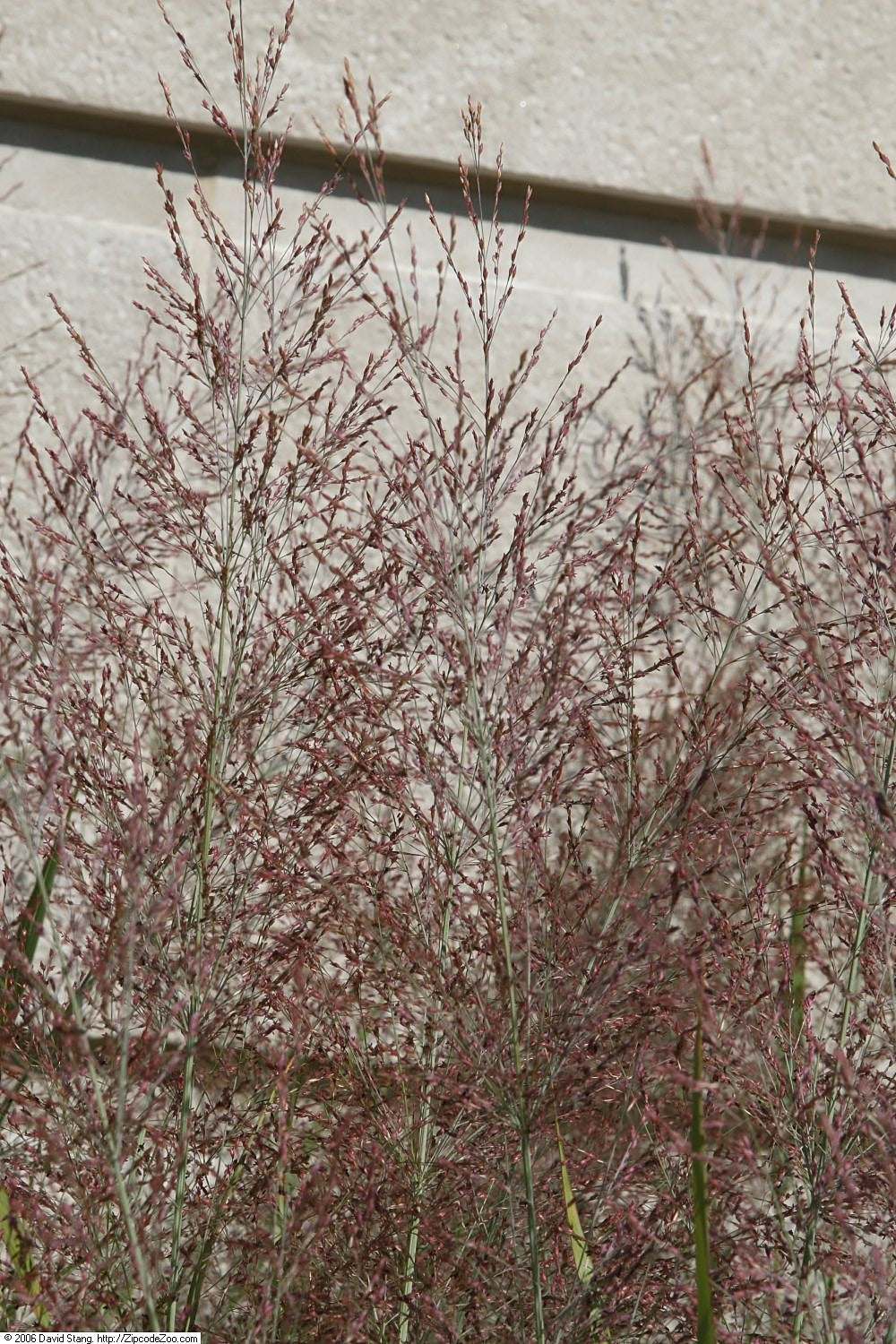 Dallas Blues Switchgrass